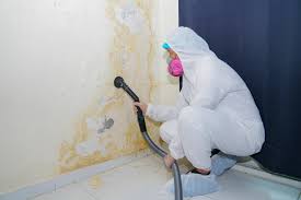 High Springs, FL Mold Removal & Remediation Company